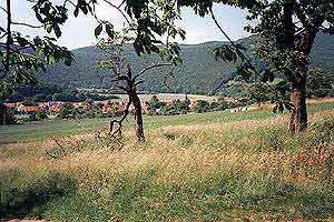 Lindewerra-1