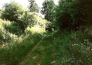 Hohlweg