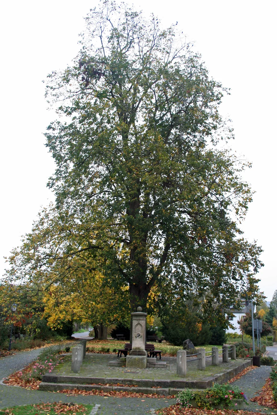 Brunnensäule aus Sandstein, darüber die Krone der Linde, im Hintergrund der Torbogen