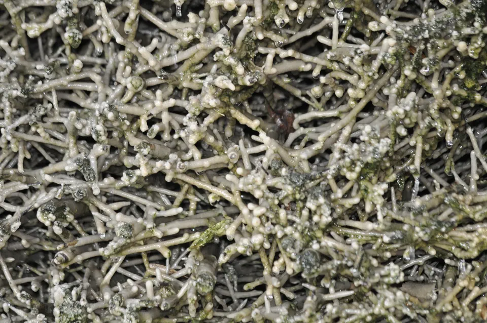 Der Schwarzdorn, an dem die Sole herabrieselt — vom ausfallenden Kalk überkrustet